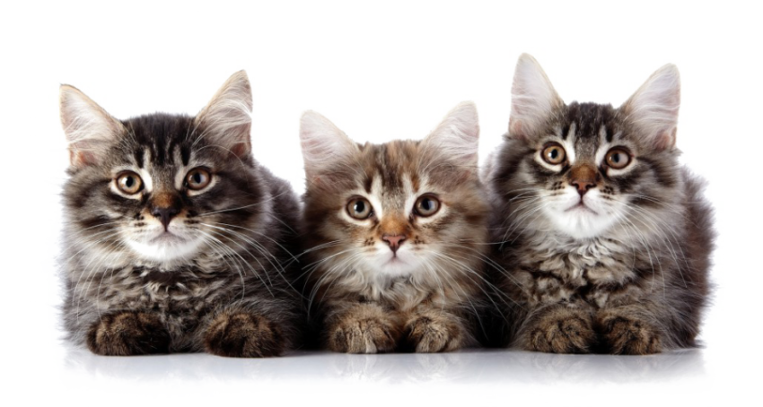 Download Free Baby Kitten PNG Stock Image