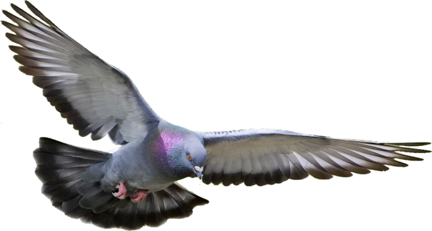 Rock Dove PNG Flying Birds Image