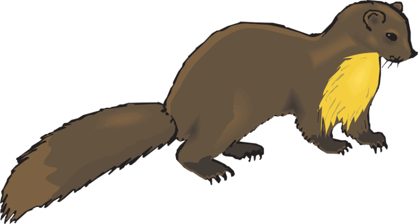 Weasel PNG Image Free Download