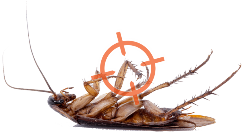 Transparent Free PNG Roach HQ Clipart Stock PNG Image Free Download