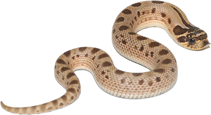 Snake Reptile Anaconda PNG Free Transparent