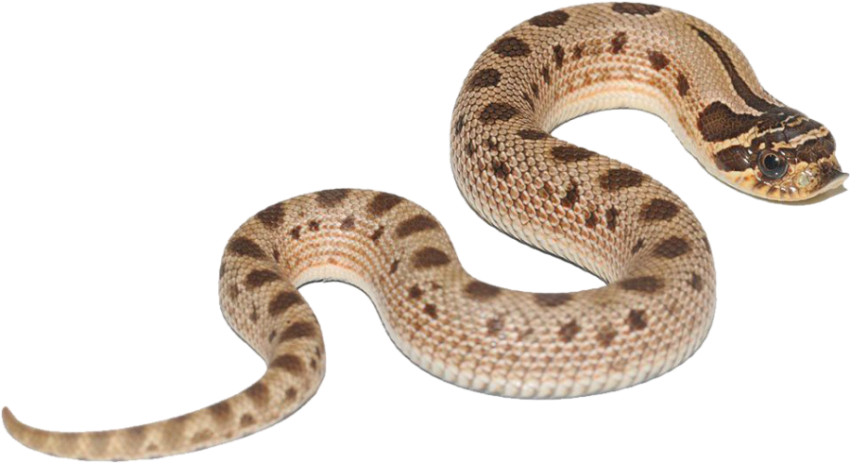 Snake Reptile PNG Free Download