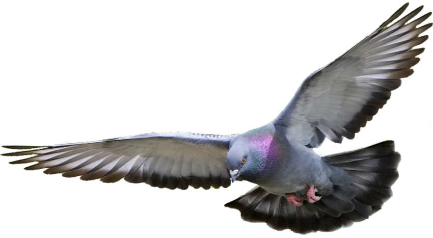 Flying Rock Dove PNG Transparent Image