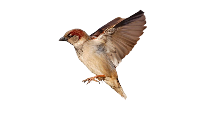 Flying Bird On House Sparrow PNG Image Transparent Download