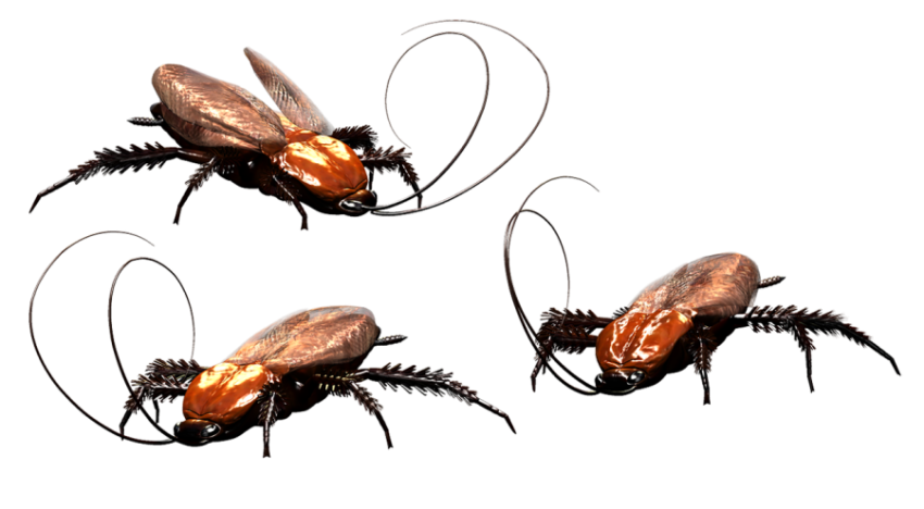 Download free Barates Roach PNG Group Photo Free Transparent background