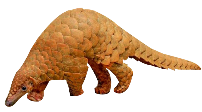 Pangolin PNG Transparent Download Free Photo