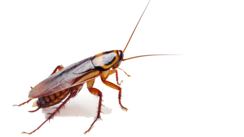Insect Cockroach Animal Free Picture PNG Transparent Download