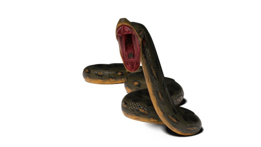 Anaconda PNG Picture Free Transparent Background Download