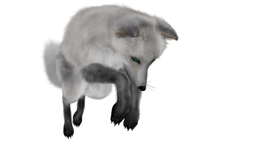 Arctic Fox With sitting PNG Picture Free Transparent background