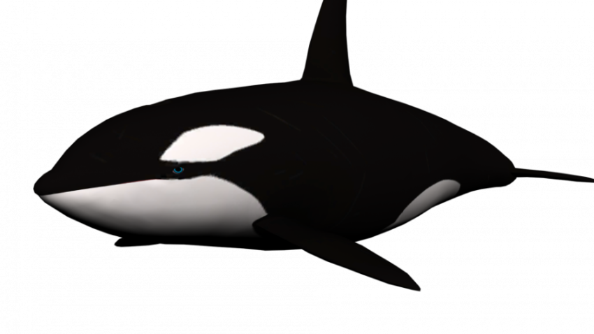 Orca Whale PNG Image & PSD for Free Download Image