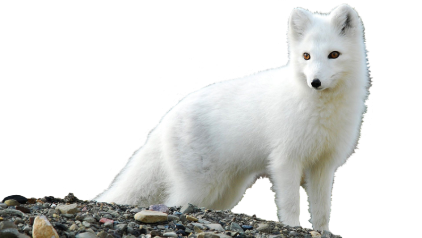Download Free Arctic Fox Standing PNG Image On HD Background