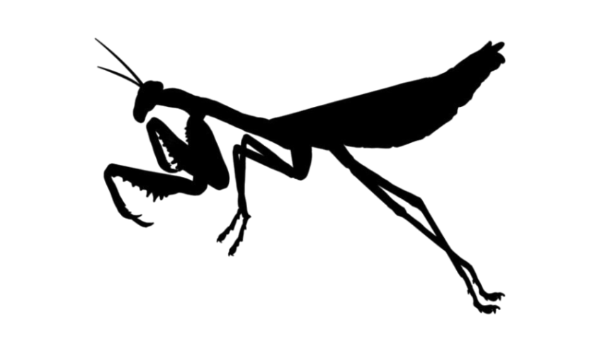 Isolated Giant Praying Mantis Clipart PNG Image FRee Transparent Download