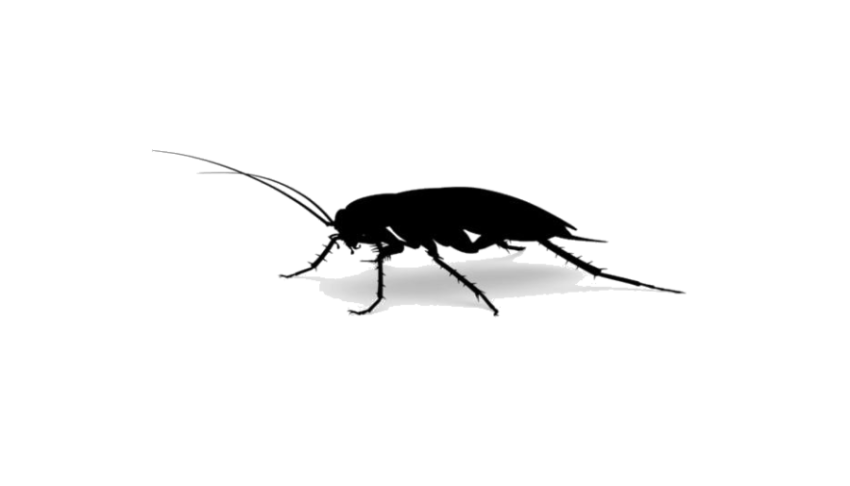 Clear Silhouette Cockroach Icon PNG Picture Free transparent Download