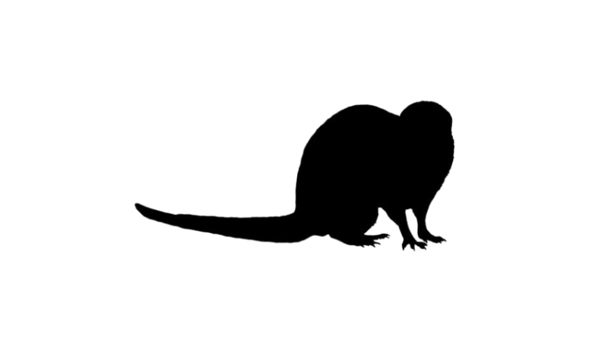 Illustration Mongoose PNG Animal Image Free Transparent