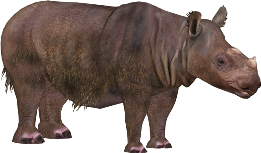 Download Free Photo On Rhinoceros PNG Animal