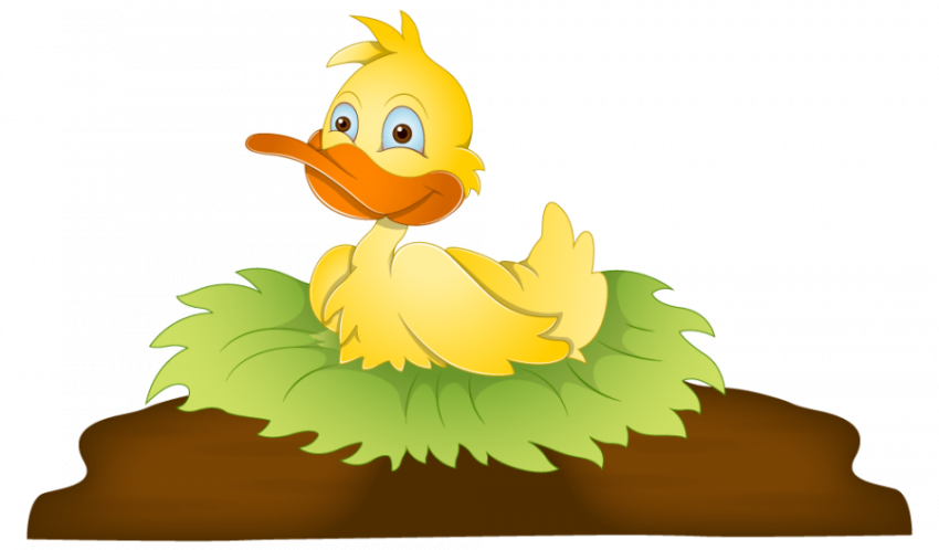 Cartoon Duck PNG Image with Transparent Background , Free Vector Graphic image