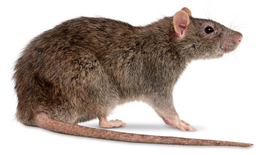 Mouse, Rat Mice PNG Image Transparent download