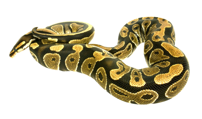 Snake Boa Constrictor, Snake animal PNG Image Transparent Background