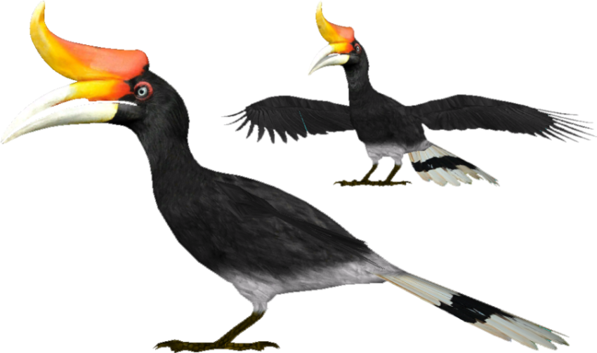 Real Rhinoceros Hornbill PNG Bird Photo on Free Download