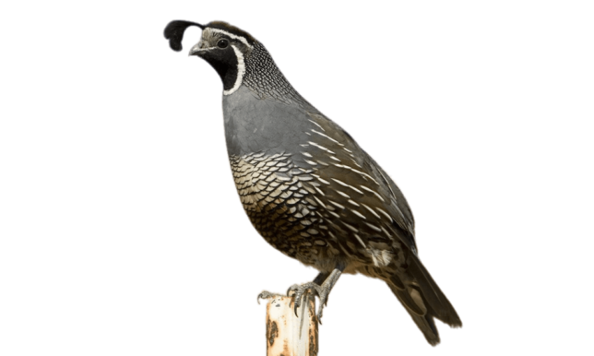 California Quail Transparent PNG Sticker & icon