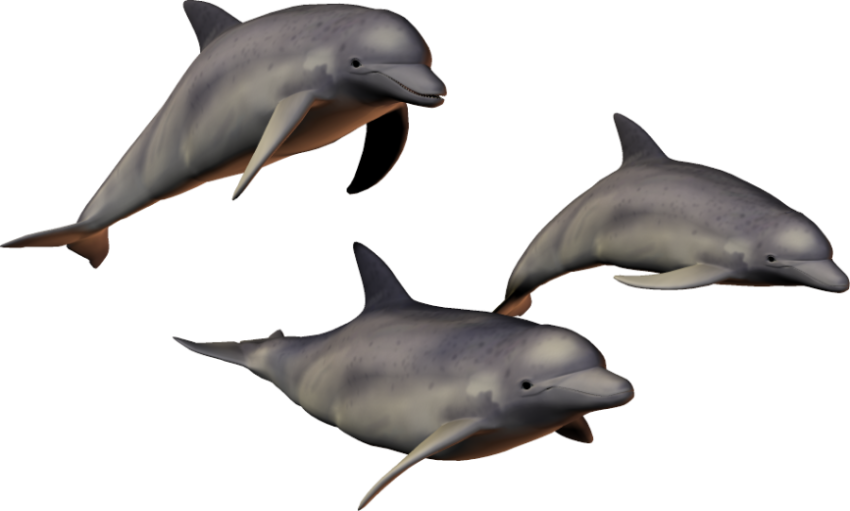 3 dolphin fish digital png free