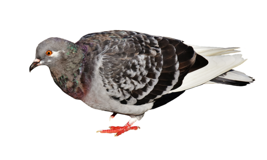 HD Isolated Rock Dove PNG Image Free Transparent