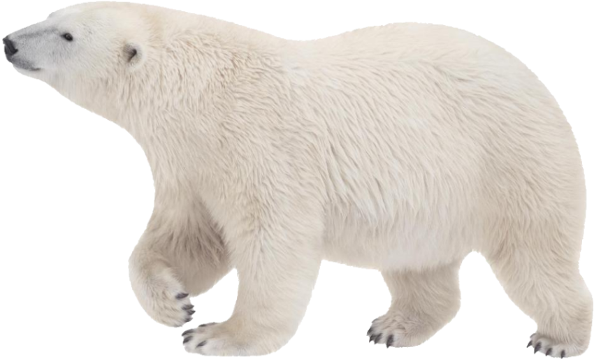 Cute Polar Bear HD Background White Bear Image PNG Free Download