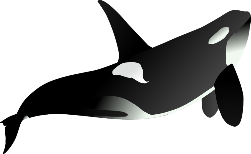 Orca PNG Transparent Clipart Image Gallery HD Free