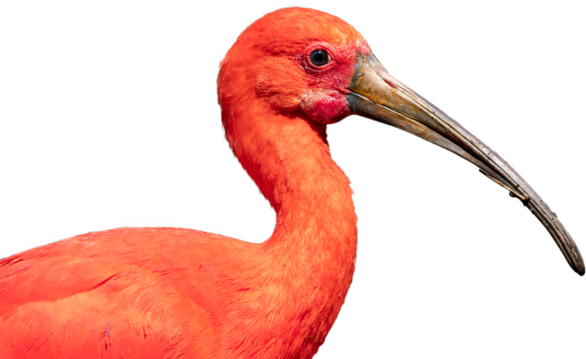 Scarlet Ibis PNG  Image Free Transparent background