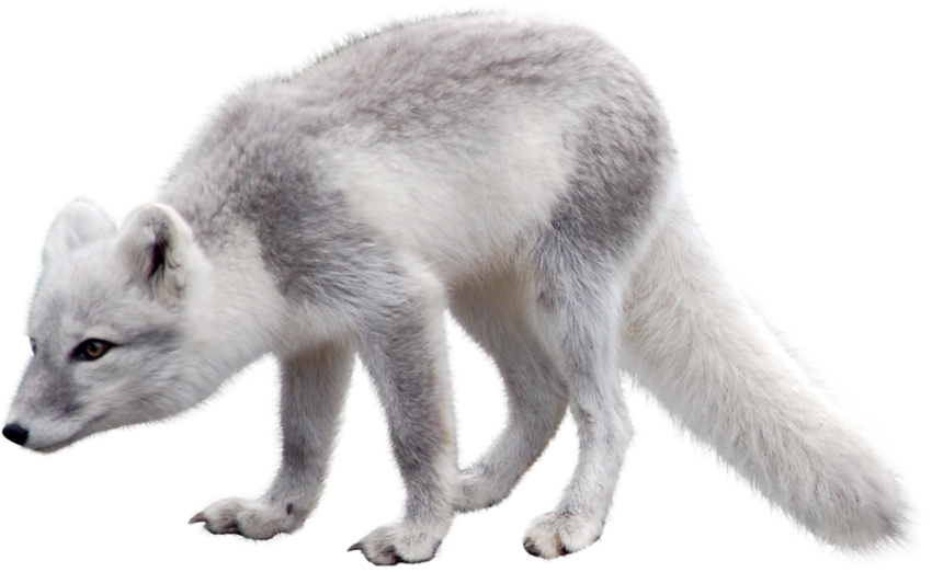 Silhouette Clipart Arctic Fox PNG Picture Free Download