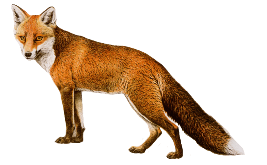 Real Illustration Red Fox PNG Picture on Transparent Background