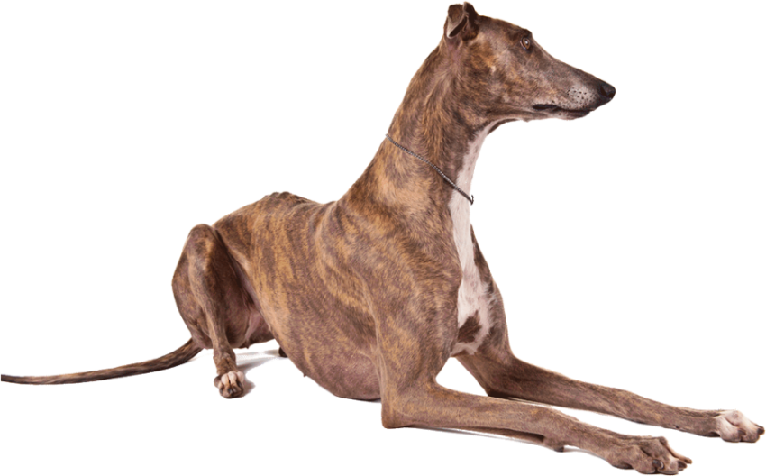 Greyhound PNG Dog Animal Image Free Transparent