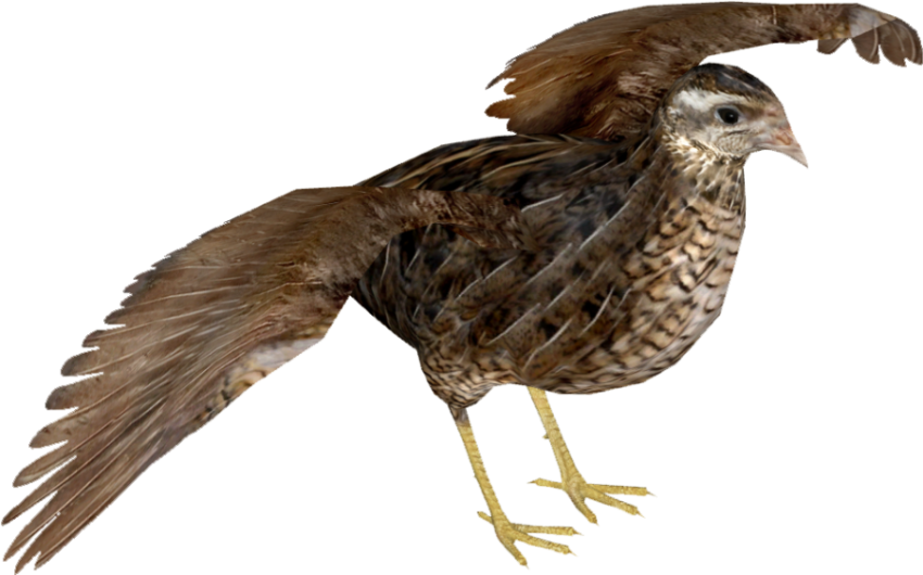 Free Transparent Quail PNG Fly  Birds Image