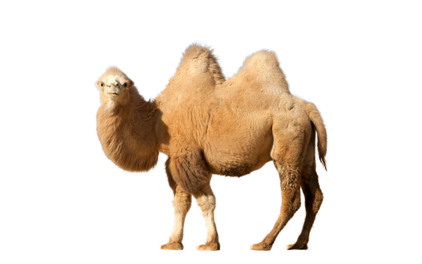 Camel png free download see side