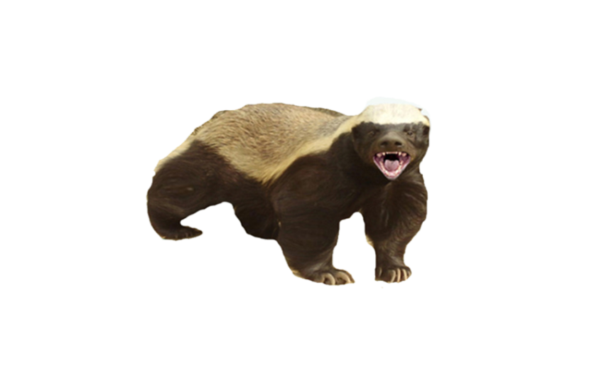 Royalty Free Stink Badger PNG Image On Animal