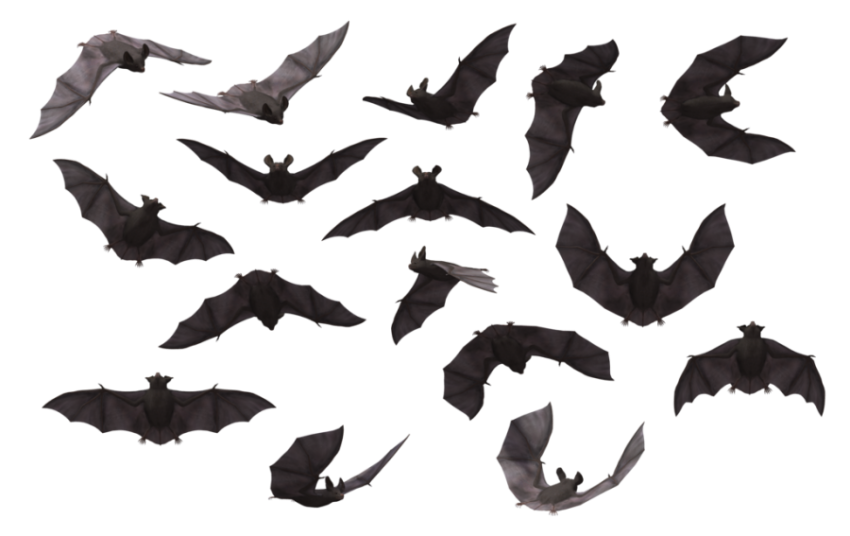 Bats group is png free to use