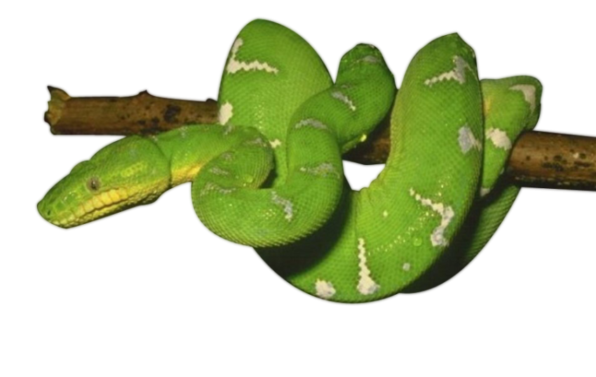 Green Snake PNG Image Transparent Image Download