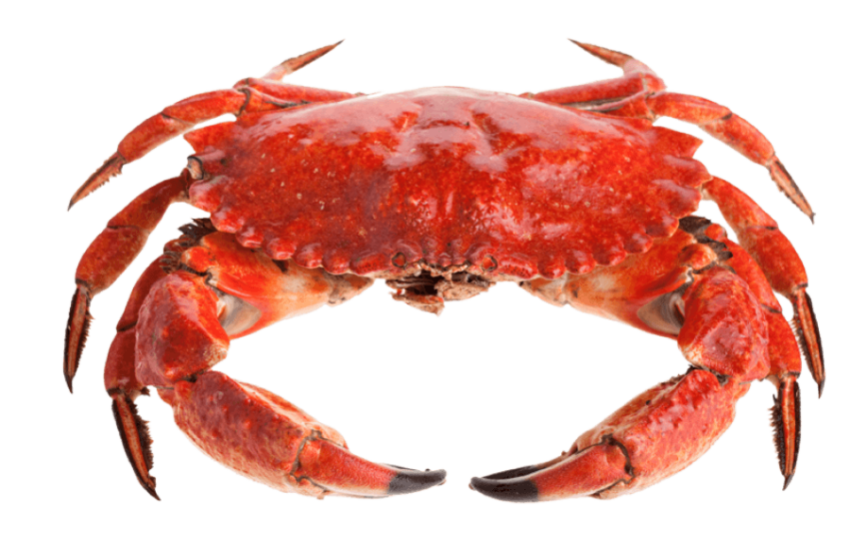 Red Crab With Ten Legs Animal,HD Red Crab Photo Free Download PNG Image,Transparent Background