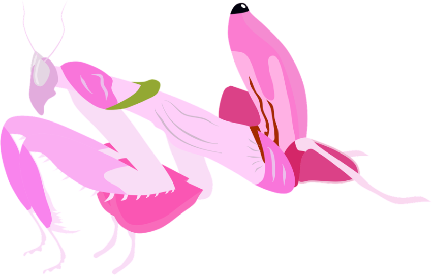 Orchid Mantis On Dribble PNG Pint Painting Vector Clipart Art Image PNg Transparent Free download