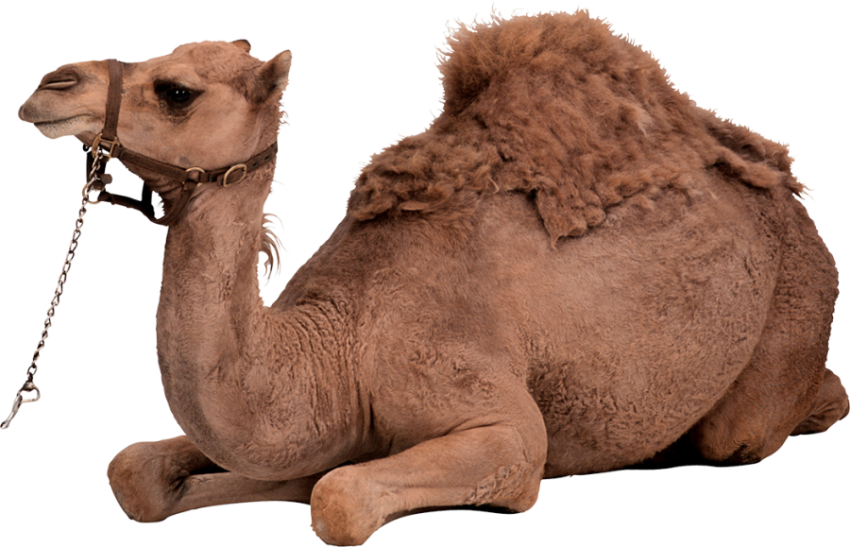 Camel png free download sit pose