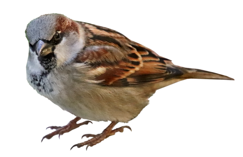 Illustration Birds On House Sparrow PNG Download Free