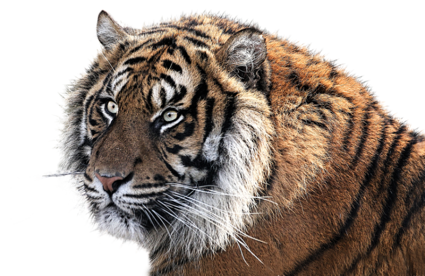Tiger mega face png image