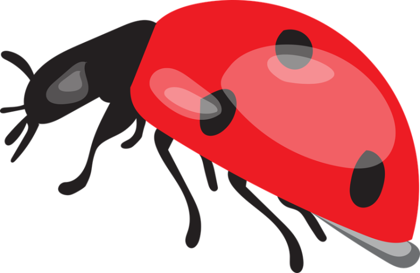 Cartoon Ladybird Beetle PNG Image ON white Background