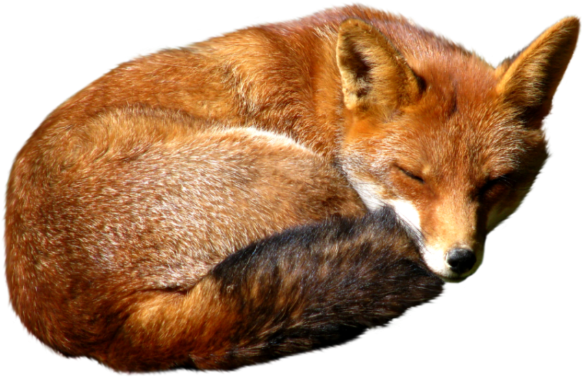 Sleeping Red Fox PNG Animal Free Download