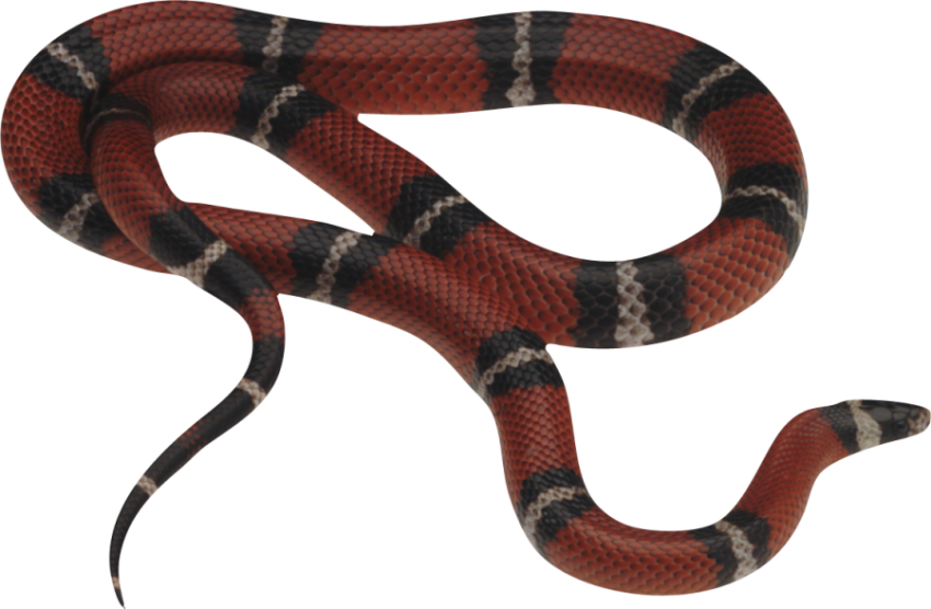 Kingsnake Animal PNG Image