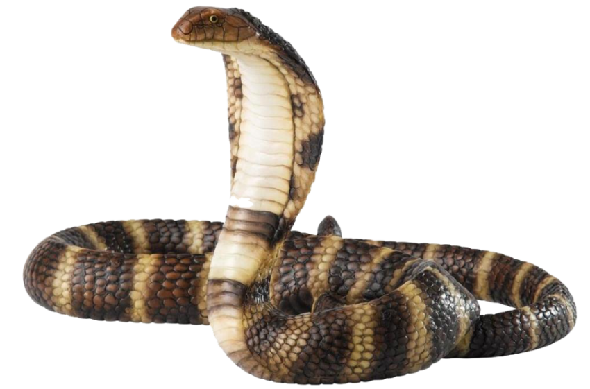 Snake Nature Boa Anaconda Photo Background Download