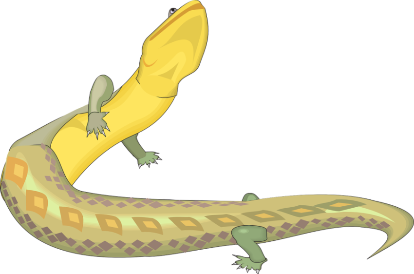 Yellow Reptile PNG picture Free Download