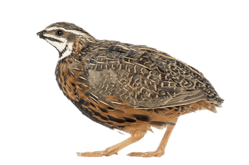 Quail Bird Cartoon PNG Vector Free Download