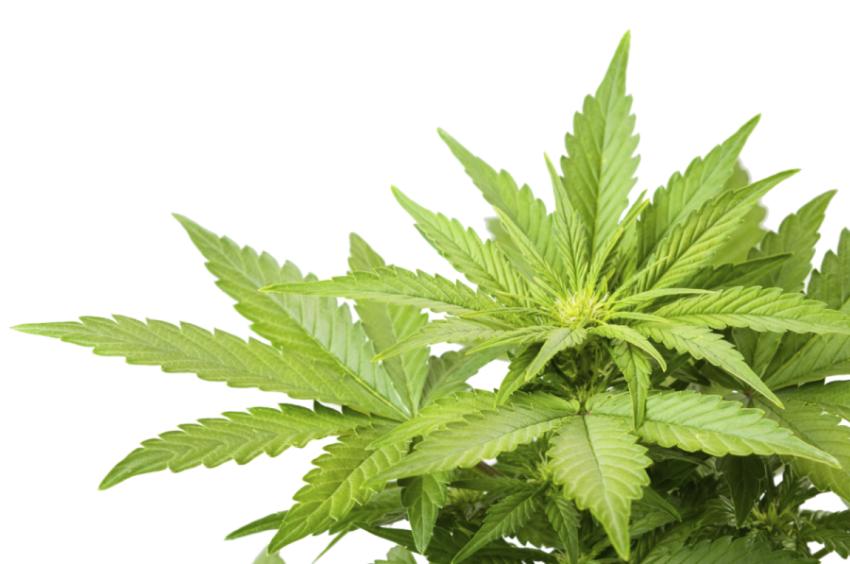 No Drugs Plant PNG Photo Free Download