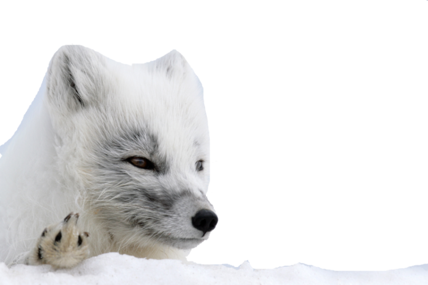 Arctic Fox PNG Background Transparent png Image